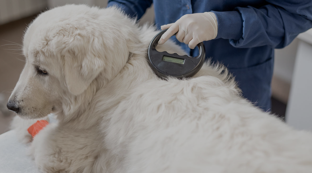microchipping
